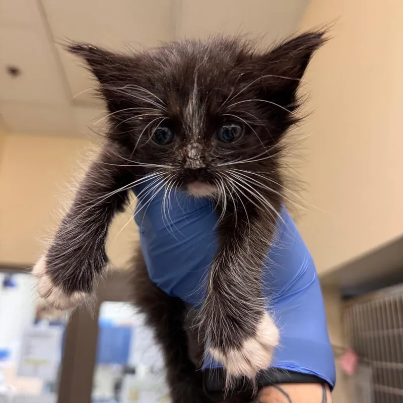 A baby small-sized male Black Domestic Medium Hair cat named Flask for adoption in Lynchburg, VA