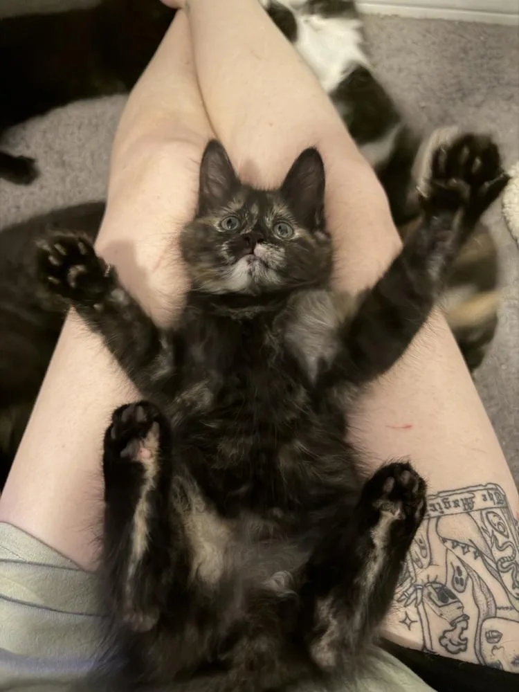 A baby small-sized female Domestic Short Hair cat named Vidia for adoption in Dallas, TX