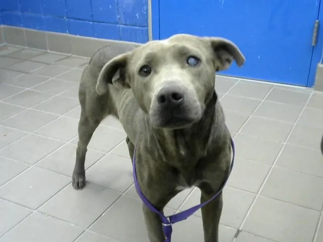 A young medium-sized female Pit Bull Terrier dog named Olive for adoption in Albuquerque, NM