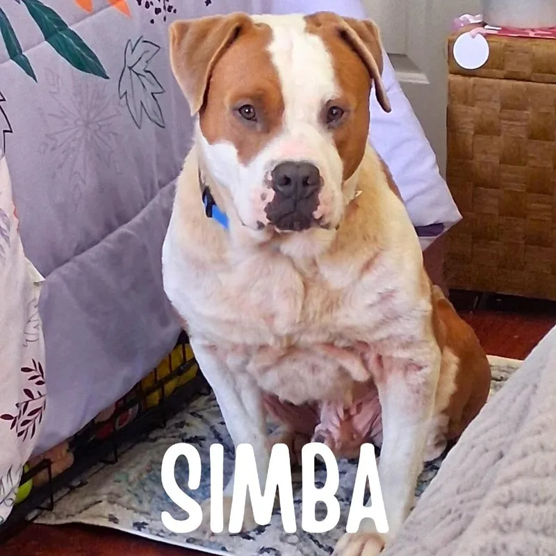 Simba thumbnail 2