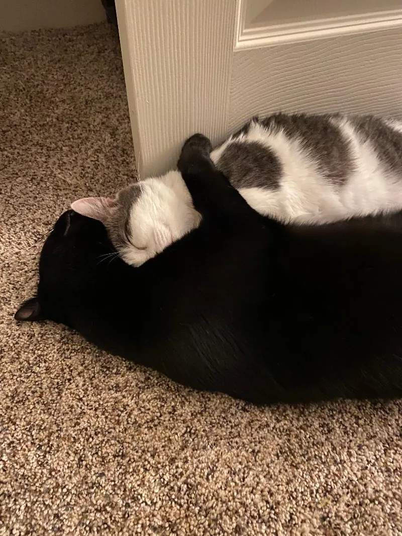 Dark Star & Simon thumbnail 4