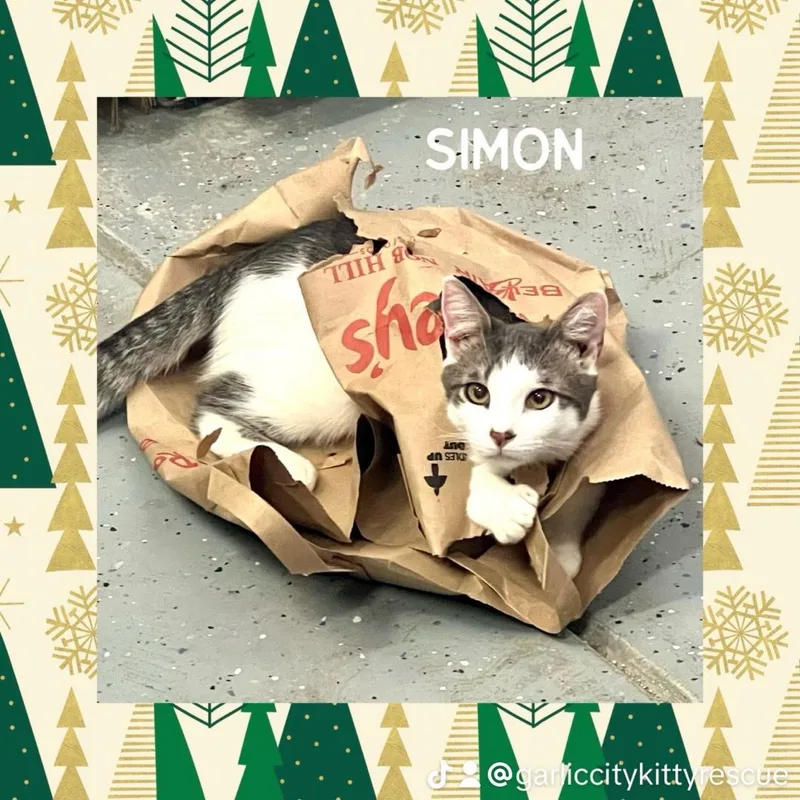 Dark Star & Simon thumbnail 5