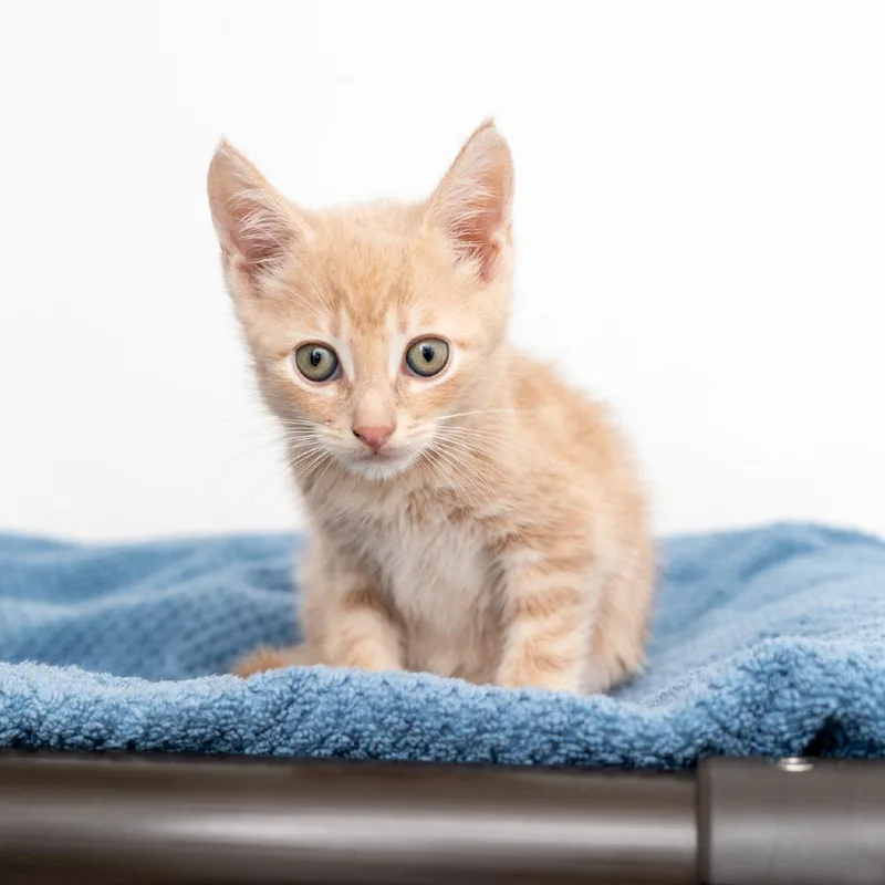 A baby small-sized male Orange / Red Domestic Short Hair cat named Coconut Oil for adoption in New York, NY