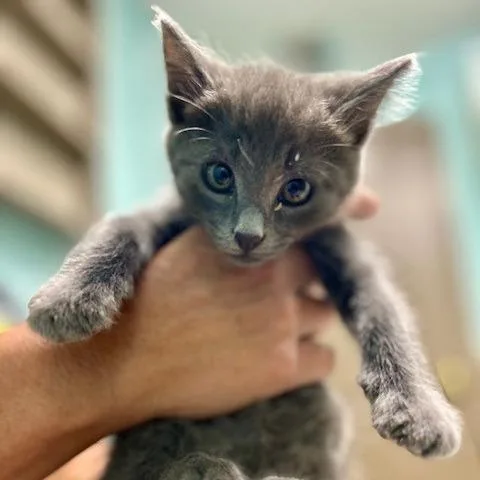 A young medium-sized male Gray / Blue / Silver Domestic Short Hair cat named Sneakers for adoption in Poplar Bluff, MO