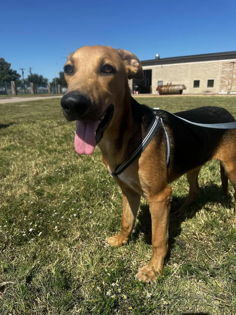 A young large-sized male German Shepherd Dog dog named Aries for adoption in Garland, TX