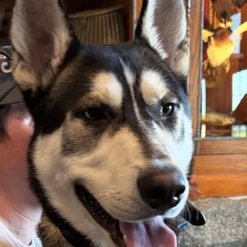 A young large-sized male Black Husky dog named Bandido for adoption in York, PA