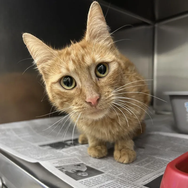 A young medium-sized female Orange / Red Domestic Short Hair cat named Lady Fish for adoption in Auburn, AL