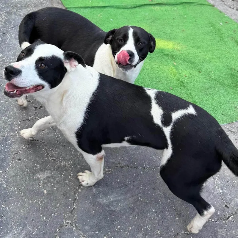 An adult medium-sized female White / Cream Mixed Breed dog named Piper for adoption in Washington, PA
