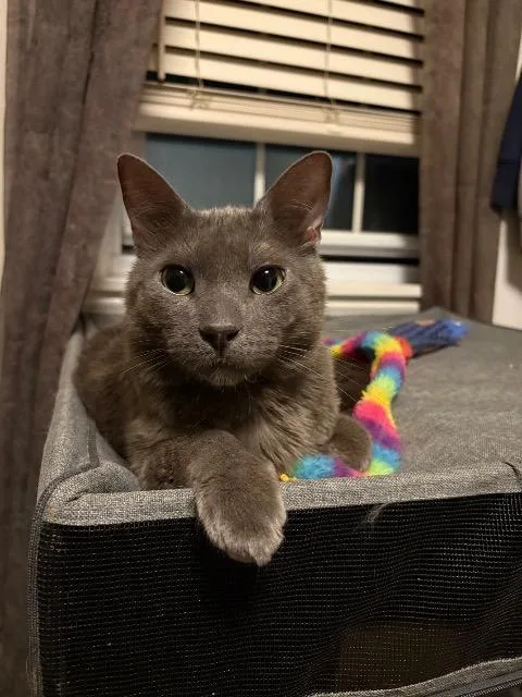 An adult medium-sized male Domestic Short Hair cat named Tommie for adoption in Pawtucket, RI