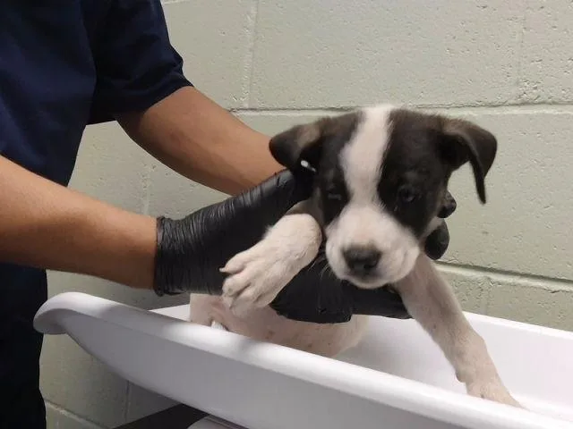 A baby small-sized female Pit Bull Terrier dog named Opera for adoption in Tulsa, OK