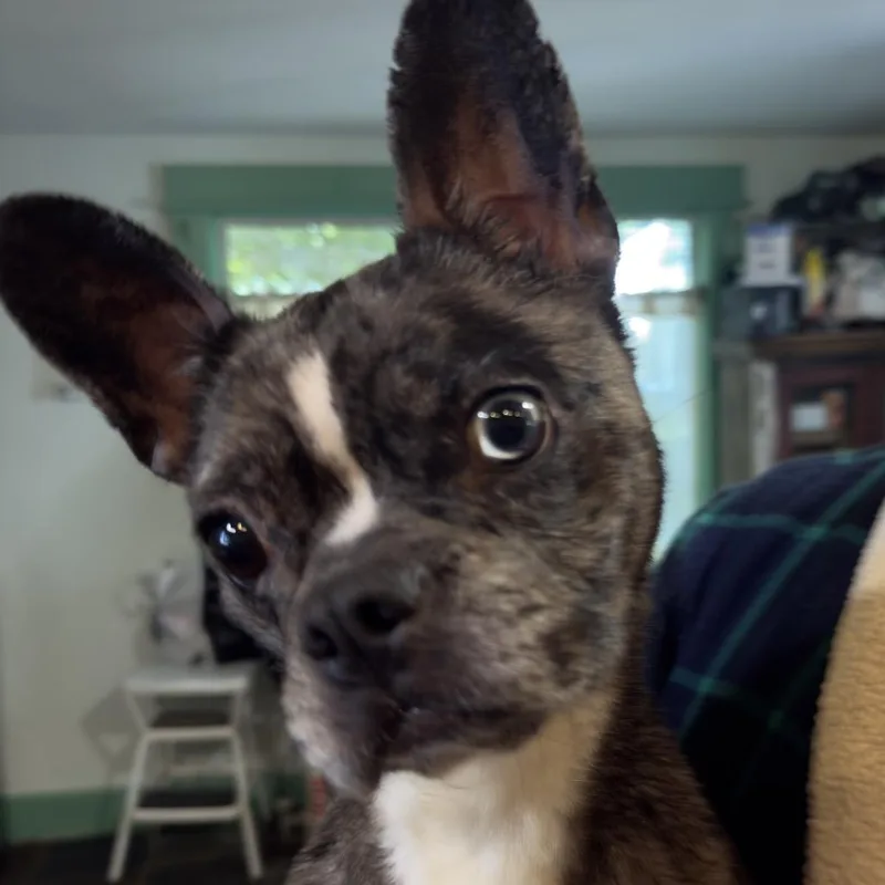 An adult small-sized female Gray / Blue / Silver Boston Terrier dog named Picnic for adoption in Rockville, MD