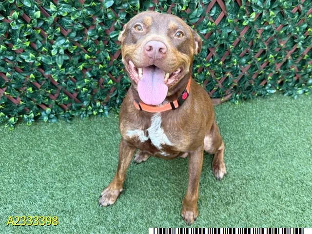 An adult medium-sized male Mixed Breed dog named Coffee Bean for adoption in West Palm Beach, FL