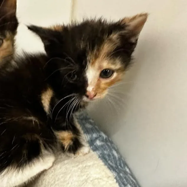 A baby small-sized female Black Domestic Medium Hair cat named Gretel for adoption in Gadsden, AL
