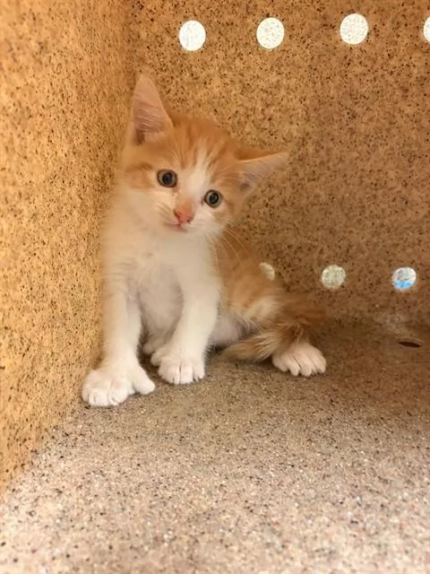 A baby small-sized male Domestic Short Hair cat named Canelo for adoption in Riverside, CA