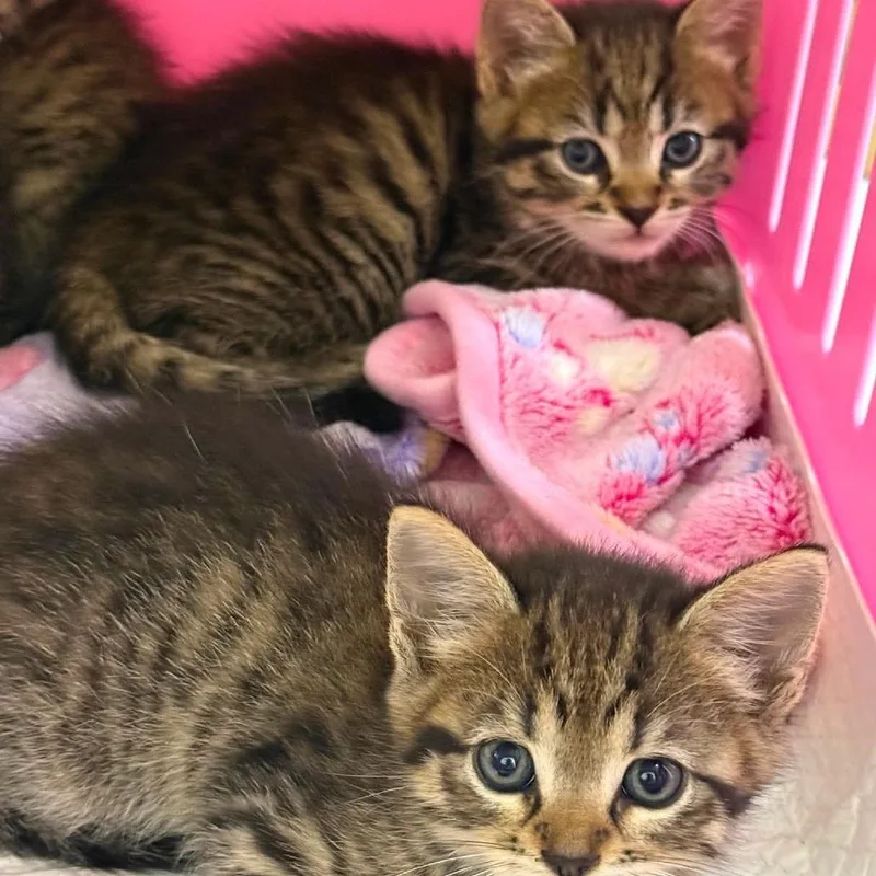 A baby small-sized female Brown / Chocolate Domestic Short Hair cat named Singer Siblings: Adele for adoption in Washington, DC