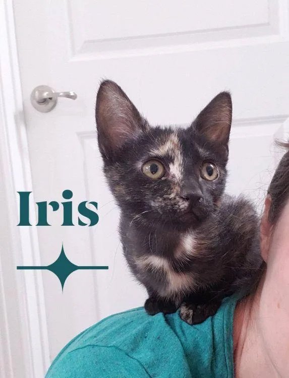 A baby medium-sized female Tortoiseshell American Shorthair cat named Iris for adoption in Richardson, TX
