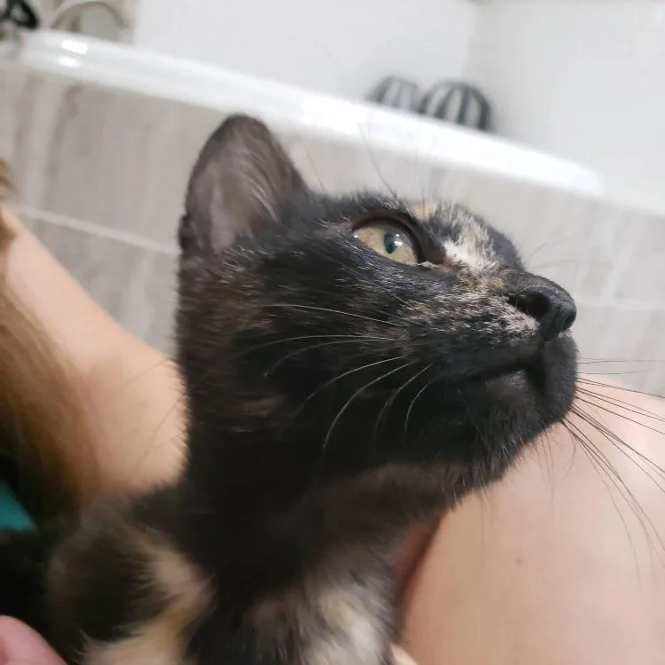 Iris thumbnail 2