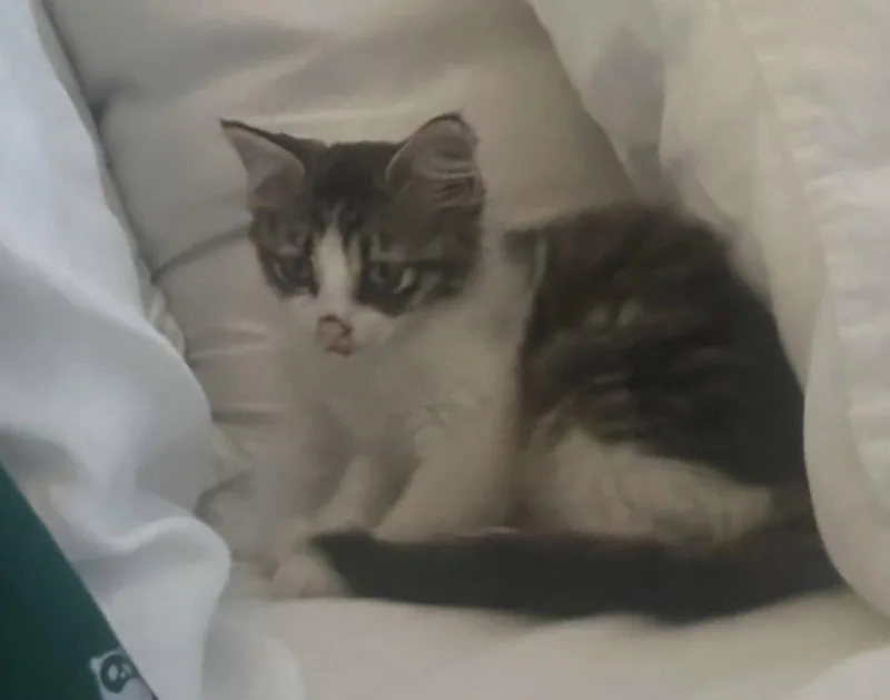 A baby medium-sized female Gray & White Domestic Medium Hair cat named Yami for adoption in Montgomery, TX