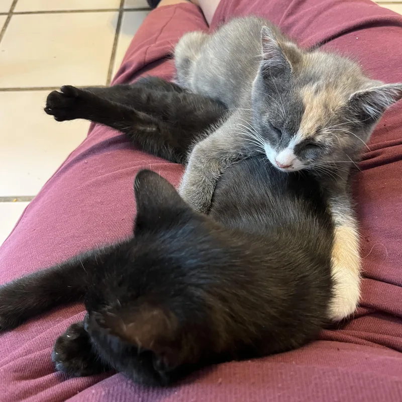 A baby medium-sized female Dilute Calico Domestic Short Hair cat named Silver Feather for adoption in Richmond, VA