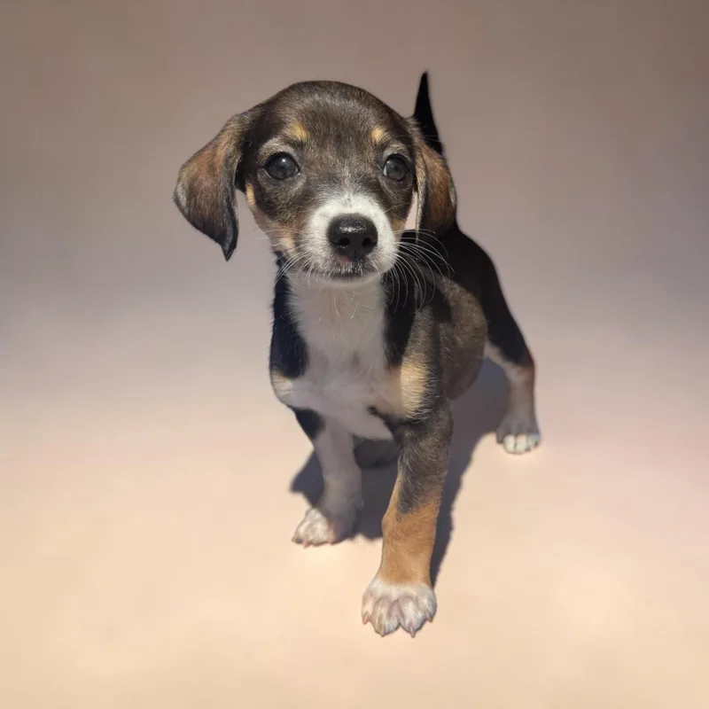 A baby small-sized female Dachshund dog named Jocelyn for adoption in San Diego, CA