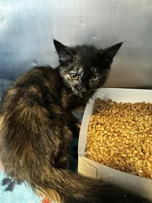 A baby small-sized female Black Domestic Medium Hair cat named 60850175 for adoption in El Paso, TX