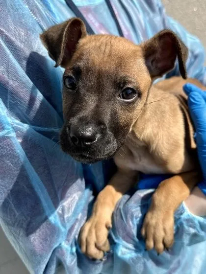A baby large-sized male Brown / Chocolate Mixed Breed dog named Chunglebird for adoption in Wichita, KS