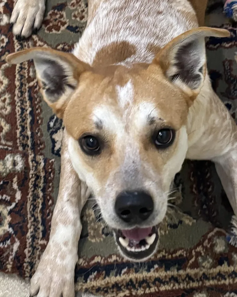 A young medium-sized male Mixed Breed dog named Astro for adoption in Ashland, OH