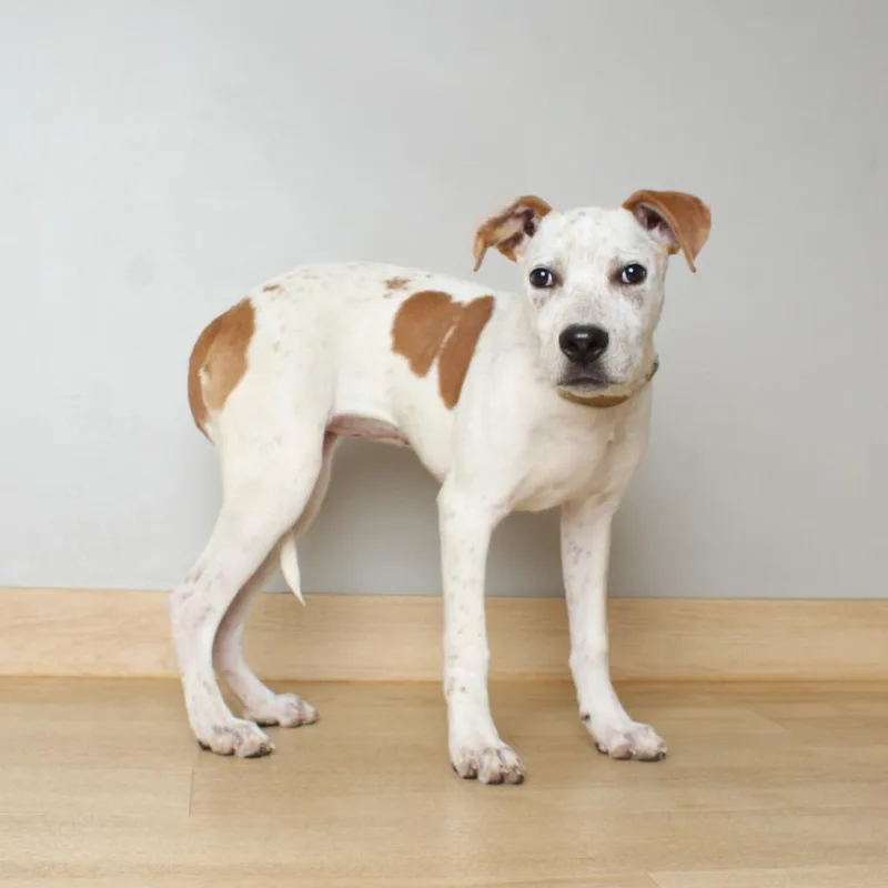A baby medium-sized female Red / Chestnut / Orange Cattle Dog dog named Roo D for adoption in Minnetonka, MN