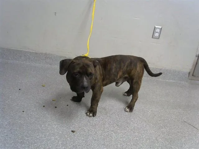 An adult medium-sized male American Bully dog named Marty for adoption in Pasadena, TX