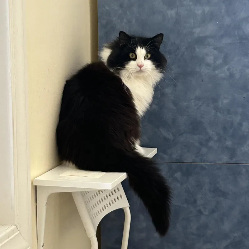 Mint Chocolate Chip thumbnail 2