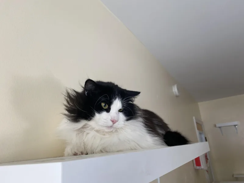 Mint Chocolate Chip thumbnail 3