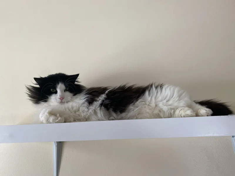 Mint Chocolate Chip thumbnail 5