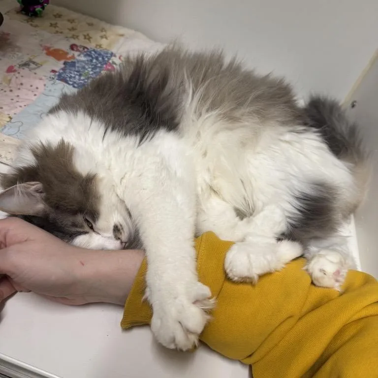 An adult large-sized female Gray / Blue / Silver Domestic Long Hair cat named Powder for adoption in Woodinville, WA