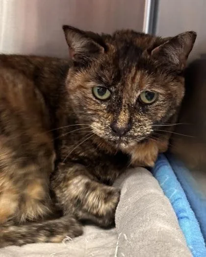 A young medium-sized female Domestic Short Hair cat named Kara for adoption in Bridgewater, NJ