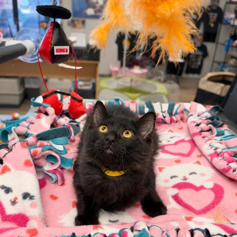 A baby small-sized female Domestic Medium Hair cat named Dizzy Gillespi for adoption in Commerce City, CO