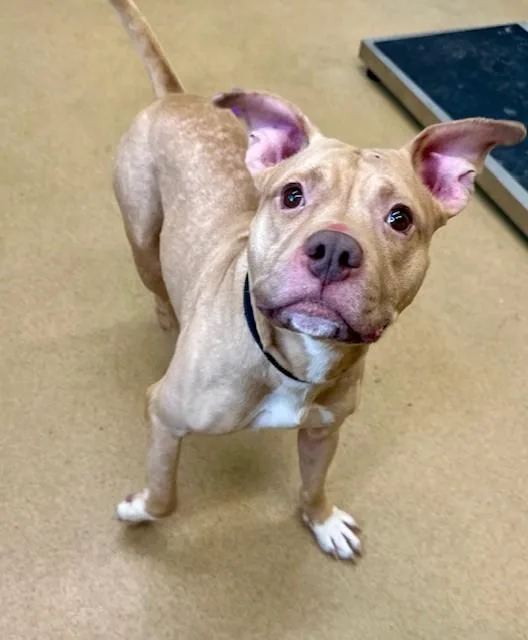 An adult large-sized male Pit Bull Terrier dog named Tyson for adoption in Derwood, MD