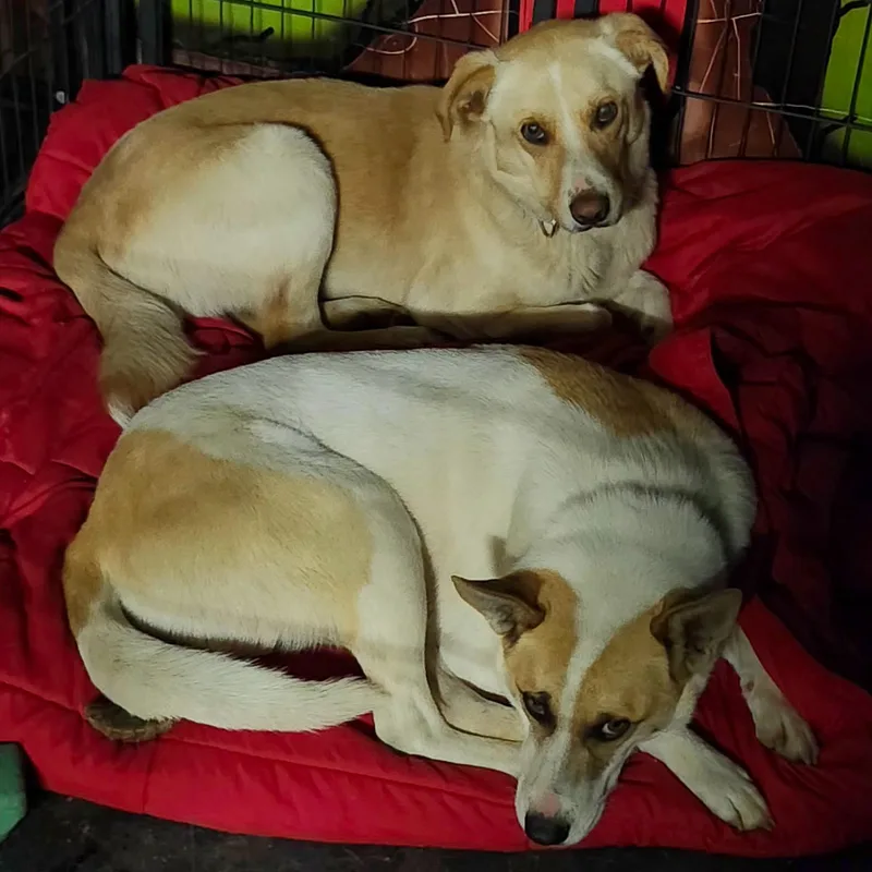 An adult medium-sized male Yellow / Tan / Blond / Fawn Mixed Breed dog named Woody for adoption in Weatherford, TX