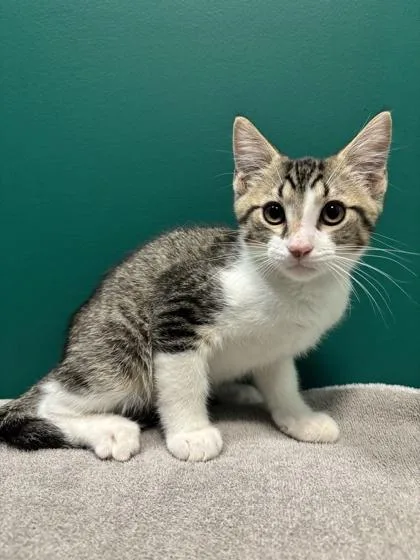 An adult small-sized male Domestic Short Hair cat named Peppermint for adoption in St. Anne, IL