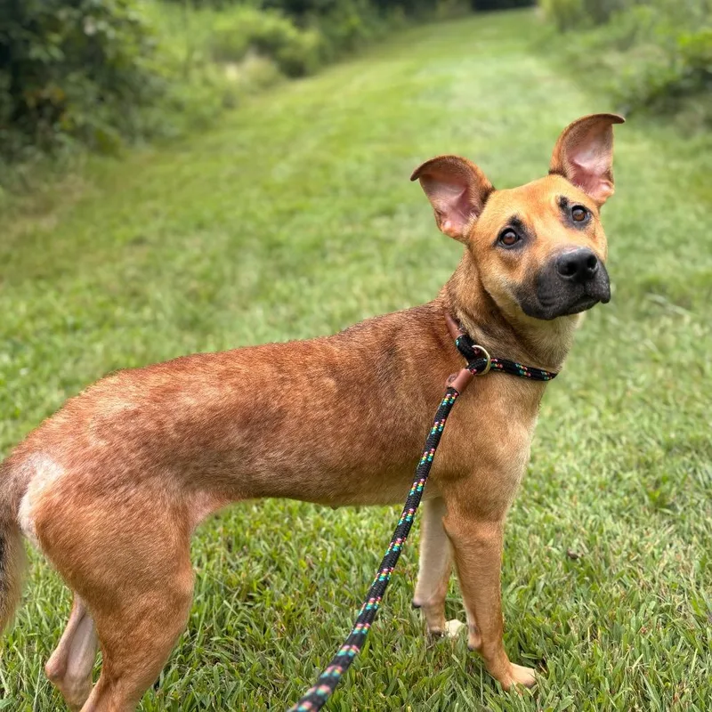 An adult large-sized female Yellow / Tan / Blond / Fawn Mixed Breed dog named Whitney for adoption in York, PA