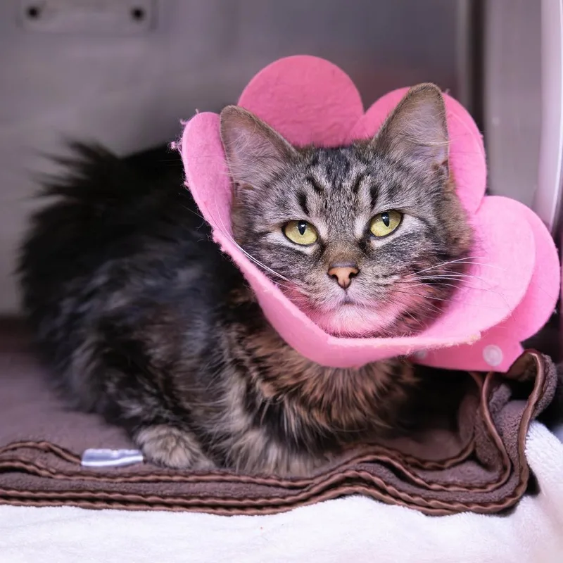 An adult medium-sized female Brown / Chocolate Domestic Medium Hair cat named Allie Cat for adoption in Mentor, OH