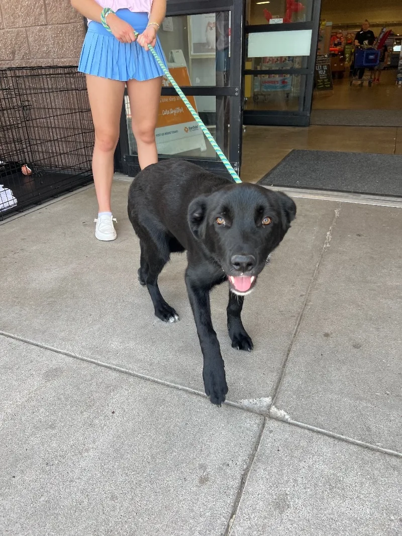 Kodiak  Labshepard Mix thumbnail 2