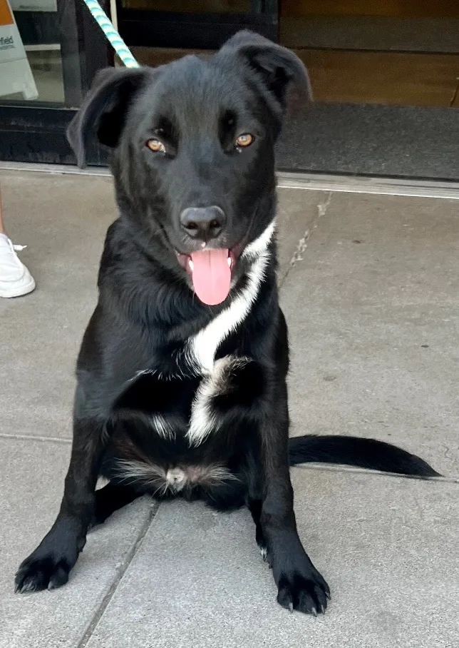 Kodiak  Labshepard Mix thumbnail 3