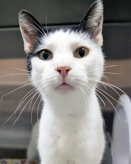 A senior medium-sized male Domestic Short Hair cat named Romeo Montague for adoption in Fishers, IN