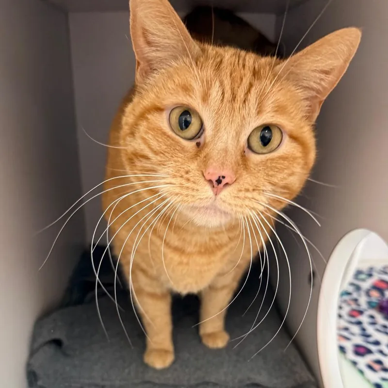 An adult medium-sized female Orange / Red Domestic Short Hair cat named Christine for adoption in Kanab, UT