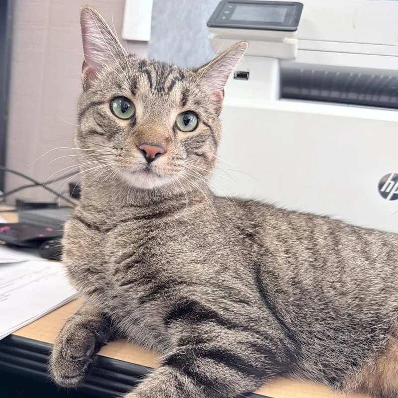 A young small-sized male Brown / Chocolate Domestic Short Hair cat named Collin for adoption in Russellville, KY