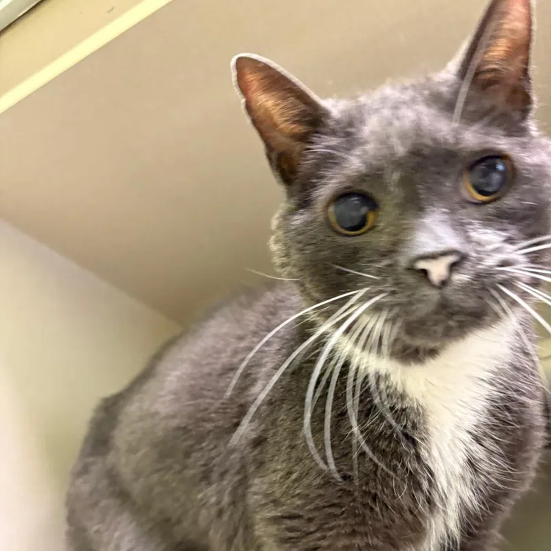 An adult medium-sized male Domestic Short Hair cat named Dublin for adoption in Warren, PA