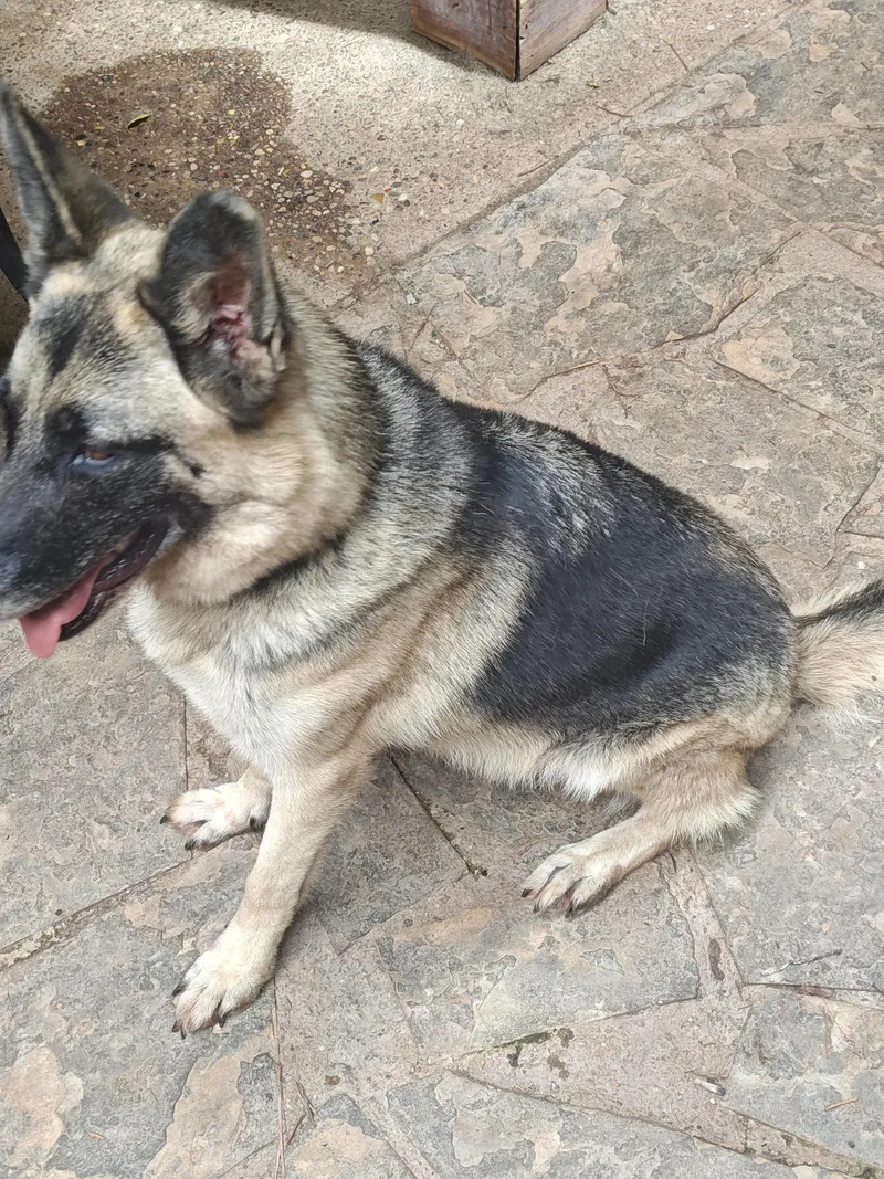 A young large-sized female Tricolor (Brown, Black, & White) German Shepherd Dog dog named Heidi Nicole for adoption in Greeneville , TN