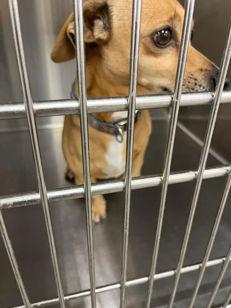A senior large-sized male Chihuahua dog named Ducky for adoption in Greenfield, IN