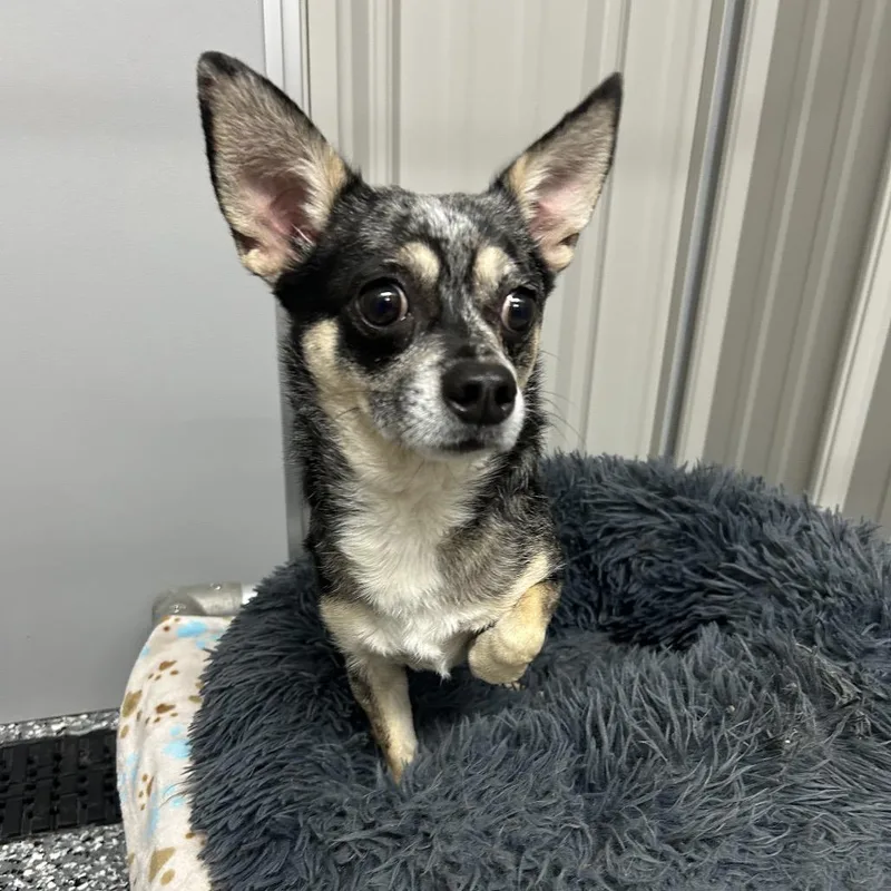 An adult small-sized male Chihuahua dog named Blue for adoption in Moravia, NY