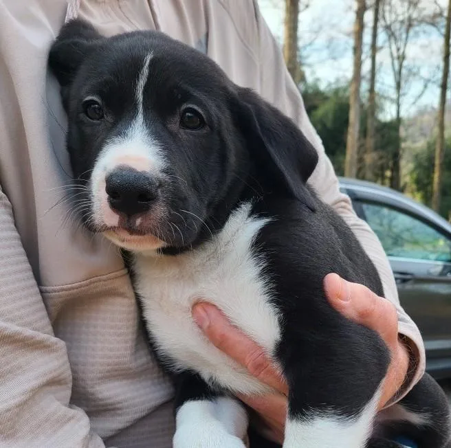 A baby medium-sized male Black Labrador Retriever dog named Piper for adoption in Albany, NY